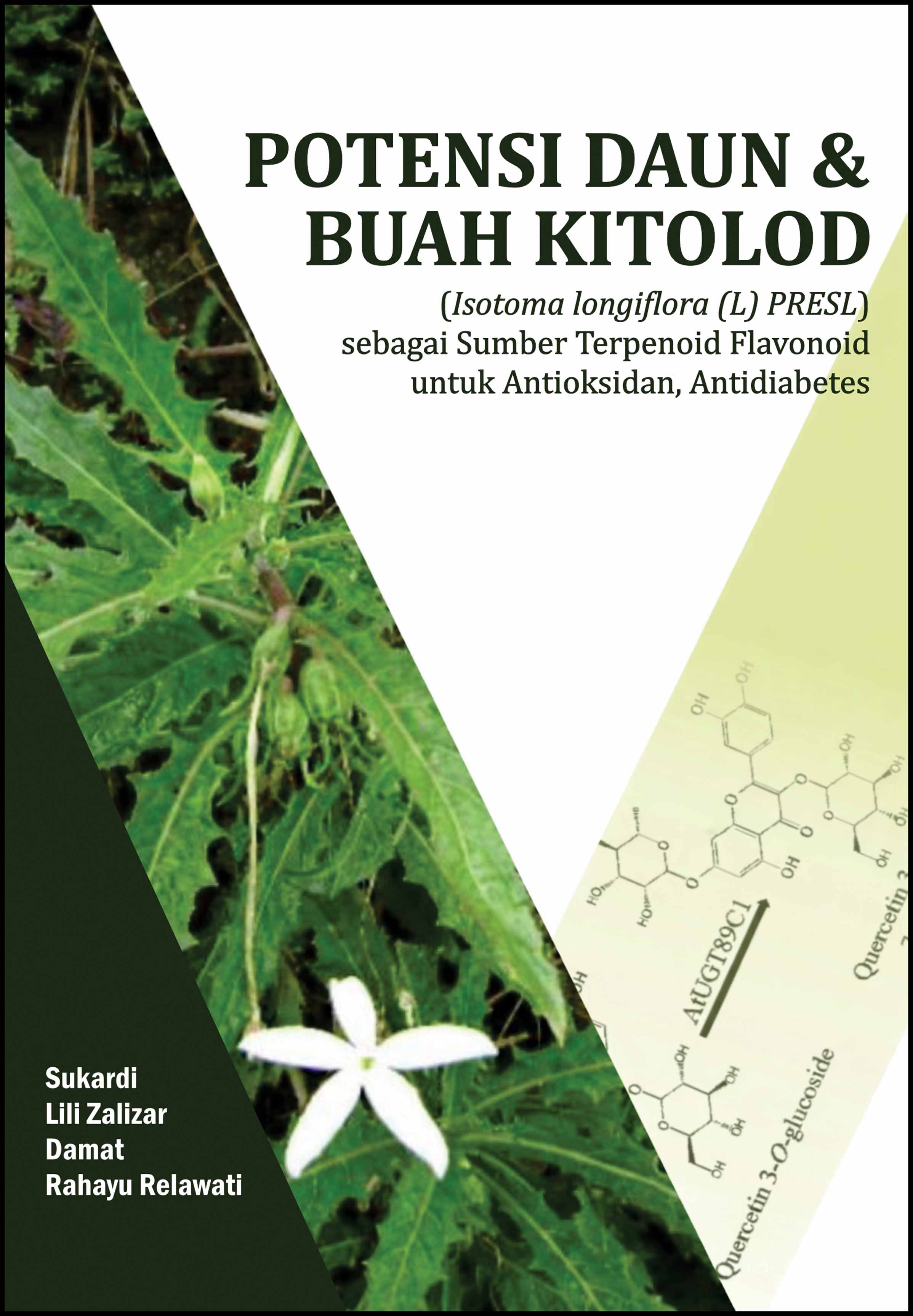POTENSI DAUN DAN BUAH KITOLOD (Isotoma longiflora (L) PRESL) SEBAGAI SUMBER TERPENOID FLAVONOID UNTUK ANTIOKSIDAN, ANTIDIABETES
